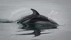 Pacific White-sided Dolphin, photo by Daniel Bianchetta