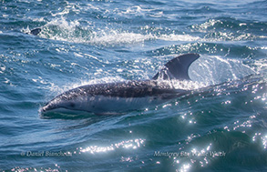 Pacific White-sided Dolphin, photo by Daniel Bianchetta