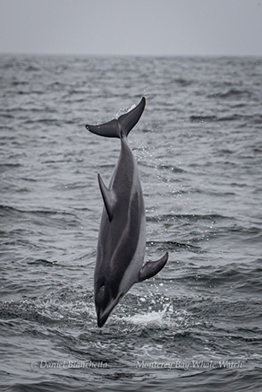 Pacific White-sided Dolphin, photo by Daniel Bianchetta