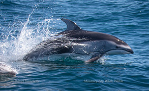 Pacific White-sided Dolphin, photo by Daniel Bianchetta