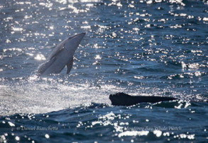 Pacific White-sided Dolphin and Humpback Whale, photo by Daniel Bianchetta