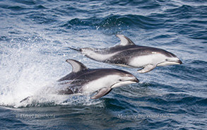 Pacific White-sided Dolphins, photo by Daniel Bianchetta