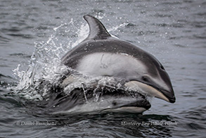 Pacific White-sided Dolphins, photo by Daniel Bianchetta