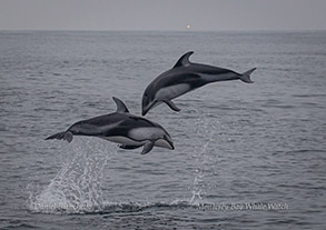 Pacific White-sided Dolphins, photo by Daniel Bianchetta