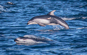 Pacific White-sided Dolphins, photo by Daniel Bianchetta