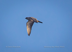 Peregrine Falcon, photo by Daniel Bianchetta