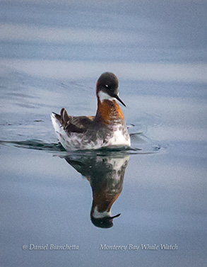 Phalarope, photo by Daniel Bianchetta