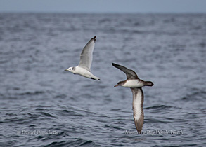 Black-legged Kittiwake and a Pink-footed Shearwater, photo by Daniel Bianchetta