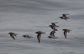 Red-necked Phalaropes, photo by Daniel Bianchetta