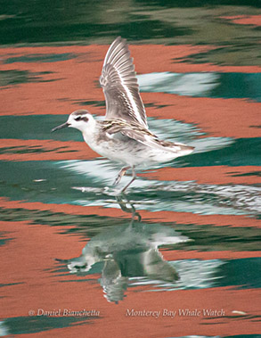 Red-necked Phalarope, photo by Daniel Bianchetta