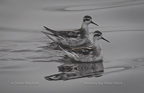 Red-necked Phalaropes, photo by Daniel Bianchetta