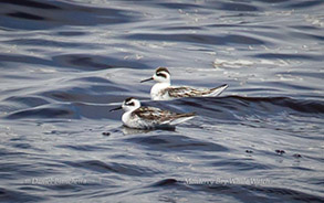 Red-necked Phalaropes, photo by Daniel Bianchetta