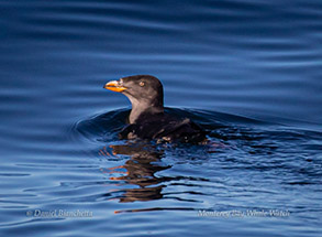 Rhinoceros Auklet, photo by Daniel Bianchetta