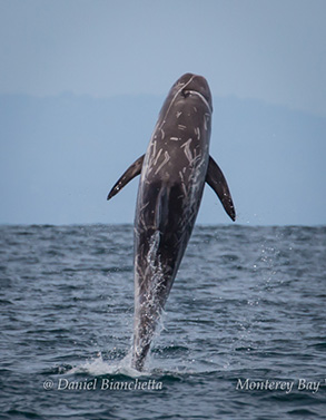 Risso's Dolphin breaching, photo by Daniel Bianchetta