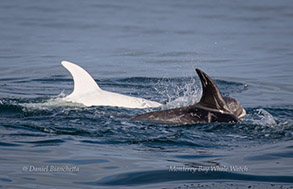 Risso's Dolphin Casper and friend, photo by Daniel Bianchetta