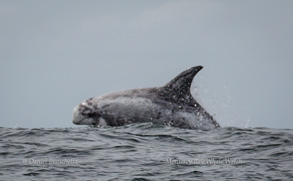 Risso's Dolphin breaching, photo by Daniel Bianchetta