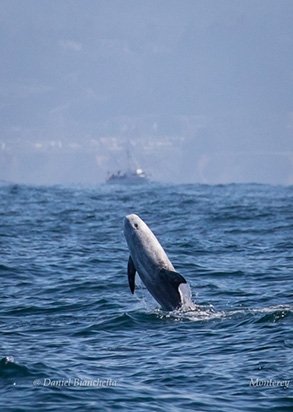 Risso's Dolphin, photo by Daniel Bianchetta