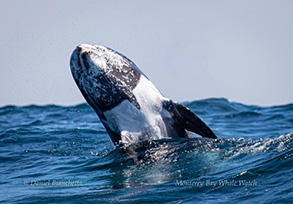 Risso's Dolphin, photo by Daniel Bianchetta