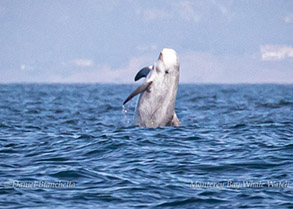 Risso's Dolphin, photo by Daniel Bianchetta