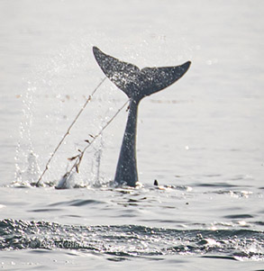 Risso's Dolphin kelping, photo by Daniel Bianchetta