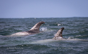 Risso's Dolphins, photo by Daniel Bianchetta