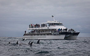 Risso's Dolphins by the Blackfin, photo by Daniel Bianchetta