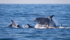 Risso's Dolphins, photo by Daniel Bianchetta