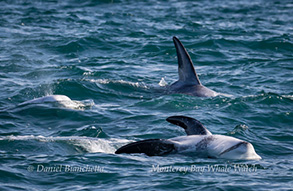 Risso's Dolphins, photo by Daniel Bianchetta