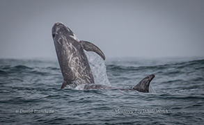 Risso's Dolphins, photo by Daniel Bianchetta