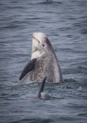 Risso's Dolphins, photo by Daniel Bianchetta