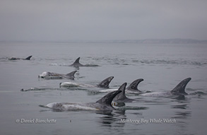 Risso's Dolphins, photo by Daniel Bianchetta