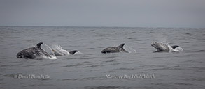 Risso's Dolphins, photo by Daniel Bianchetta