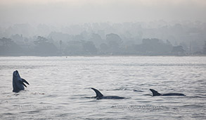 Risso's Dolphins, photo by Daniel Bianchetta