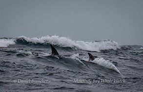 Risso's Dolphins surfing waves, photo by Daniel Bianchetta