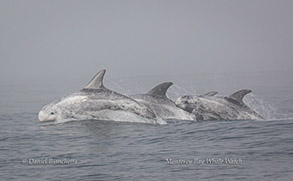 Running Risso's Dolphins, photo by Daniel Bianchetta