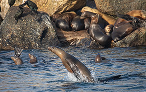 California Sea Lions, photo by Daniel Bianchetta