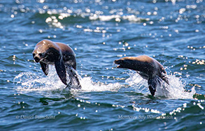 Southern Sea Lions, photo by Daniel Bianchetta