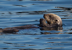 Southern Sea Otter, photo by Daniel Bianchetta