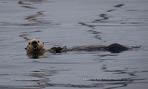 Southern Sea Otter, photo by Daniel Bianchetta