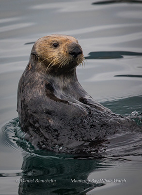 Southern Sea Otter, photo by Daniel Bianchetta