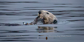 Southern Sea Otter, photo by Daniel Bianchetta