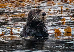 Southern Sea Otter, photo by Daniel Bianchetta