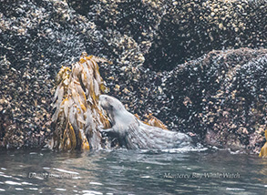 Southern Sea Otter hauling out, photo by Daniel Bianchetta