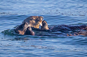 Southern Sea Otter mother and pup, photo by Daniel Bianchetta