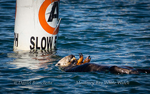 Southern Sea Otter eating a Rock Crab, photo by Daniel Bianchetta