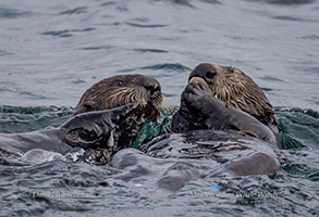 Southern Sea Otters, photo by Daniel Bianchetta