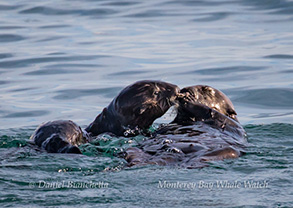 Southern Sea Otters, photo by Daniel Bianchetta