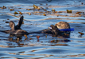 Southern Snorkling Sea Otter, photo by Daniel Bianchetta