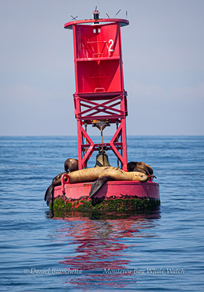 Steller Sea Lion with California Sea Lions, photo by Daniel Bianchetta