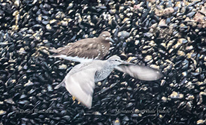 Wandering Tattler and a Black Turnstone, photo by Daniel Bianchetta